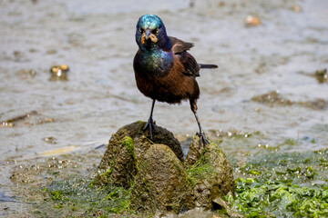 angry bird