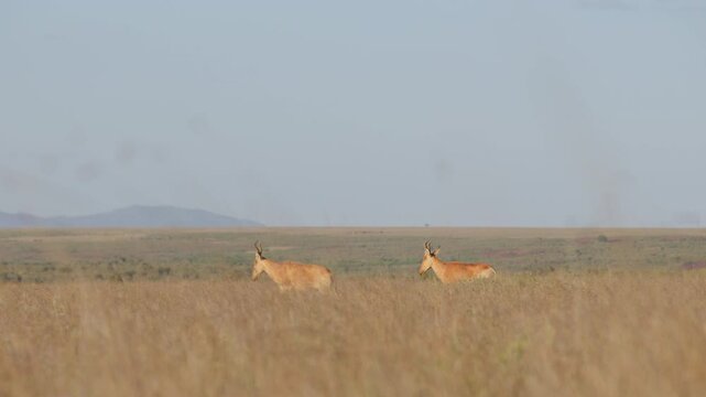 Very wide dolly tracking of a pair of Hartebeests (Alcelaphus buselaphus) walking through tall dry grass under hot midday sun in Kenya