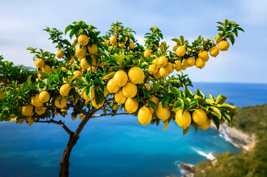 Albero di limoni in costiera amalfitana