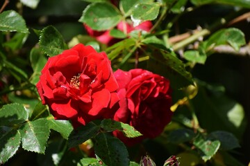 red rose in garden