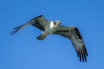 osprey in flight