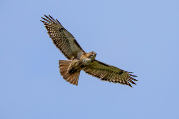 red tailed hawk