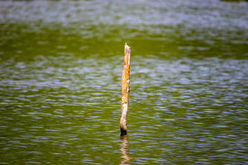 reeds in the water