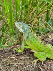Image of green lizard 