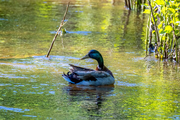 duck in the pond