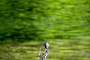 bird perched