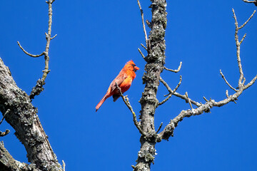 cardinal on tree