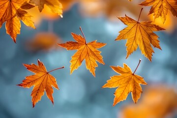 Vibrant Autumn Maples Dance in the Sunlight, Creating a Stunning Seasonal Landscape Background