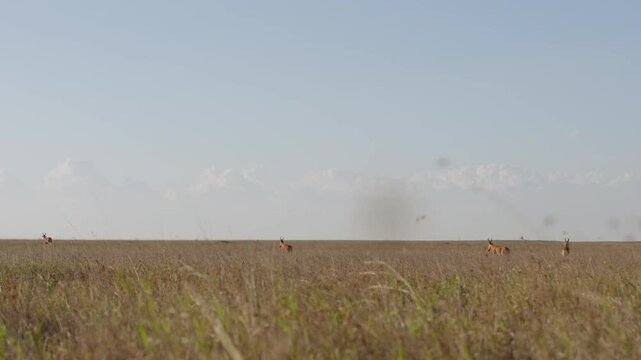 Very wide dolly tracking of Hartebeests (Alcelaphus buselaphus) walking through tall dry grass at midday in the vast Kenyan savannah