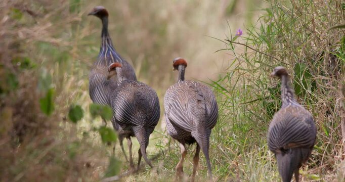 Wide of Vulturine Guinea Fowls (Acryllium vulturinum) walking in line through tall grass at the afternoon in Kenya