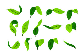Green leaf vector. Leaves of trees and plants. Nature elements.
