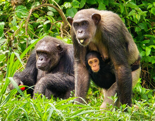 Chimp with baby in the jungle 