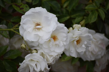 white flowers