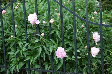 pink and white flowers