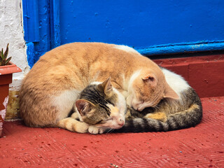 Cats cuddling together 
