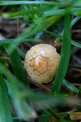 mushroom in the grass