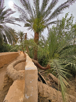 Palm tree interwinded with city walls 