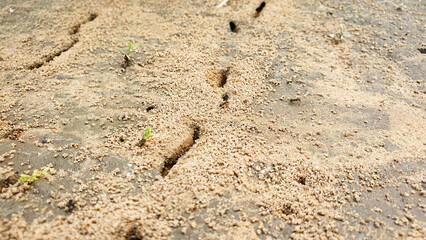 An anthill with ants. Ant hills on the ground, soil, ants on the ground, wildlife.