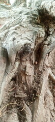 Close-up of weathered tree trunk