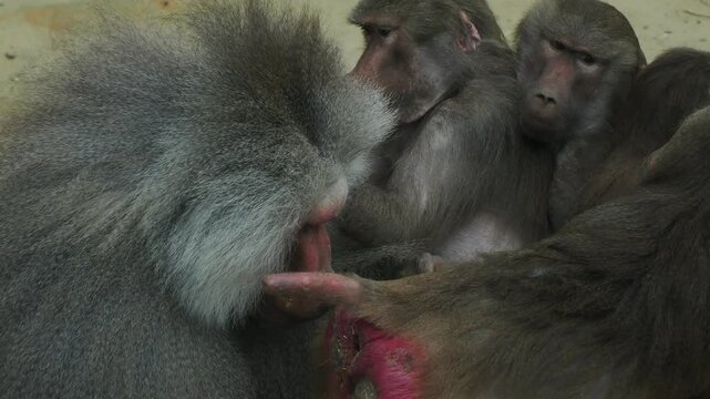 grooming hamadryas baboon monkey ape close up portrait