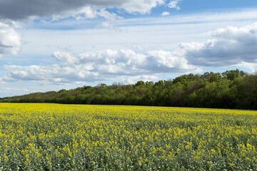 Fototapeta premium Rapeseed field under blue sky with clouds
