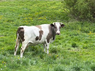 Brown and white cow grazing in green meadow during a sunny day in rural countryside