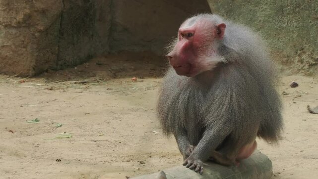 hamadryas baboon monkey ape close up portrait