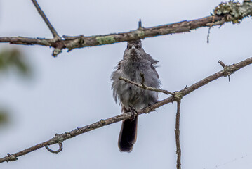 bird on a branch