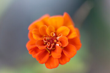 Close up of Orange zinnia flower
