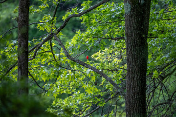 trees in the forest