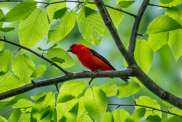 scarlet tanager