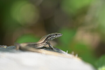 lizard on a tree