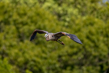 heron in flight