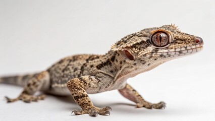 Naklejka premium Gargoyle Gecko on studio background