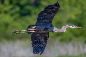 great blue heron in flight