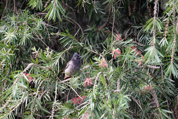 Red vented bulbul on the. branch