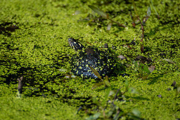 turtle in swamp