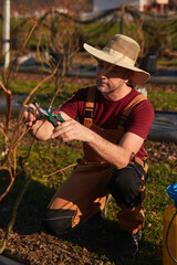 Male gardener with pruning shears working in a blueberries organic farm.