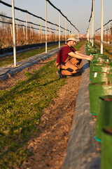 Male gardener with hat working in a blueberries organic farm.