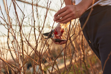 Male gardener with prunign shears working in a blueberries organic farm.