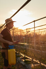 Farmer using pesticide, insecticide and herbicide sprayer sprinkler in an blueberries farm outdoors in springtime, before blooming.