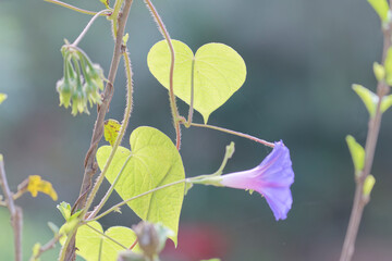 Morning glory and hart shaped leaf