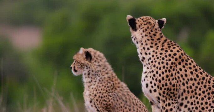Close-up of two Cheetahs (Acinonyx jubatus) backs scanning their surroundings at the savannah in Kenya