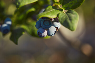 Fresh blueberries ready for seasonal picking on a farm.