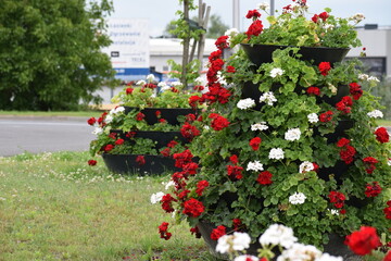flowers in the garden