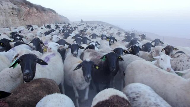 Flock of sheep walking in israel desert, stable handheld footage