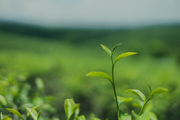 Green tea leaf buds from tea plantations in a natural farm in the morning in Thailand, a cash crop for making tea and used as a health care product.