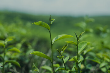 Green tea leaf buds from tea plantations in a natural farm in the morning in Thailand, a cash crop for making tea and used as a health care product.