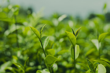 Green tea leaf buds from tea plantations in a natural farm in the morning in Thailand, a cash crop for making tea and used as a health care product.