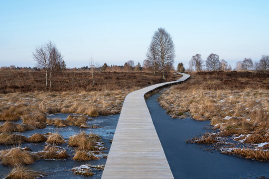A wooden boardwalk winds through the frozen moorland of the High Fens near Monschau, Belgium. Bare birch trees and frosty grass create a peaceful winter landscape.